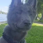 puppy