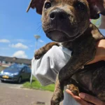 puppy optillen