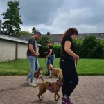 puppy training