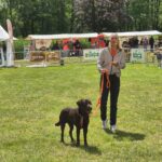 Live demonstratie met honden uit het publiek