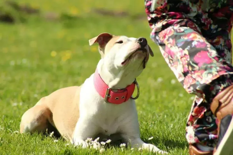 Nova Herplaatste hond